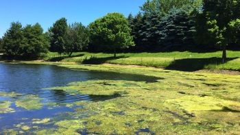ALGAL BLOOMS GENERIC