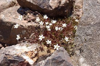 Calaminarian plant - spring sandwort