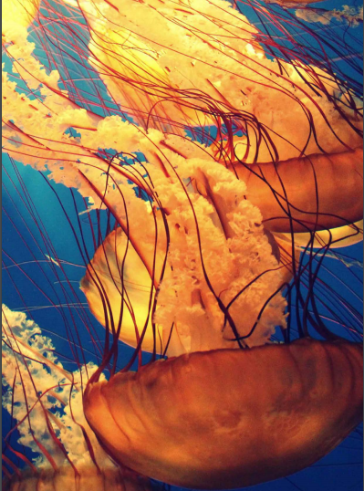 FORESIGHT MARINE REPORT - JELLYFISH