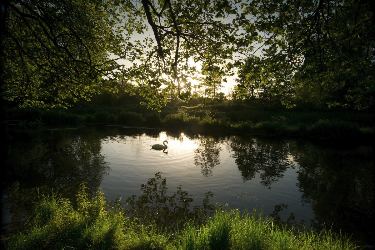 A Mute Swan Cygnus olor pausing in a pool of sunlight on the River Itchen Hampshire