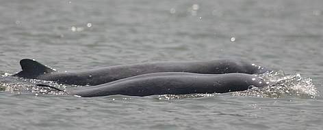 Mekong Dolphin 2