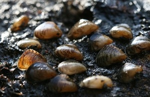 Quagga Mussels