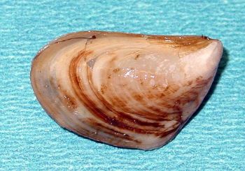 QUAGGA MUSSEL 1
