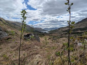 SCOTTISH WATER Loch Katrine woodland creation