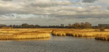 SOUTHERN_WATER_wetland_1.jpg