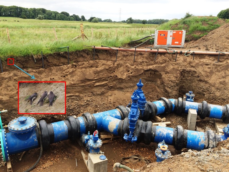 Sand Martins at CWA Irvine Bypass