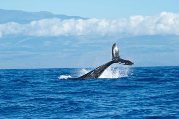 Whale Ocean generic image