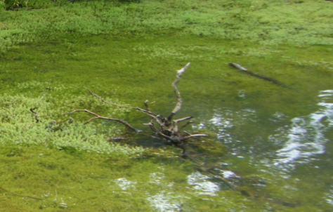 YW MITE TRIAL